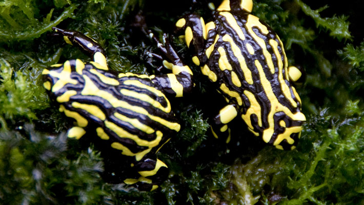 Corroboree Frog. Photo: Lorinda Taylor