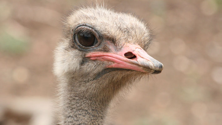 Ostrich. Photo: Leonie Saville