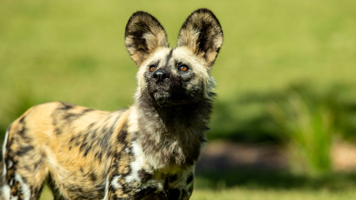 African Wild Dog
