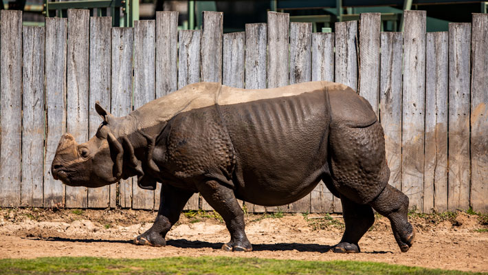 Greater one-horned Rhino