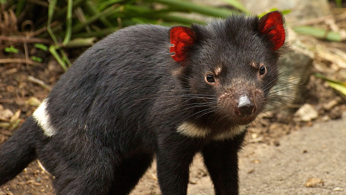 Tasmanian Devil. Photo: Tony Britt Lewis