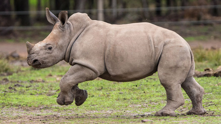 White Rhino. Photo: Rick Stevens