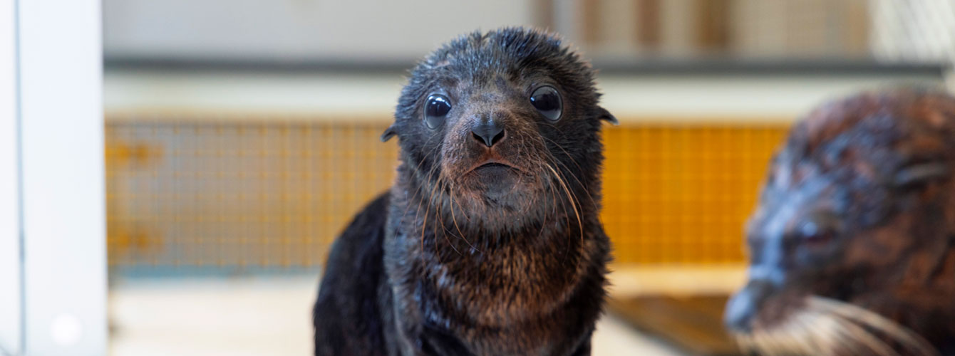 Kobe the 3-month old Seal Pup