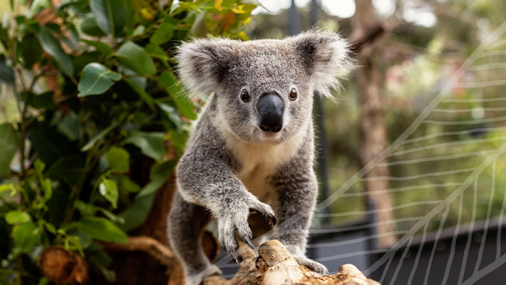 Koala at Taronga Zoo Sydney