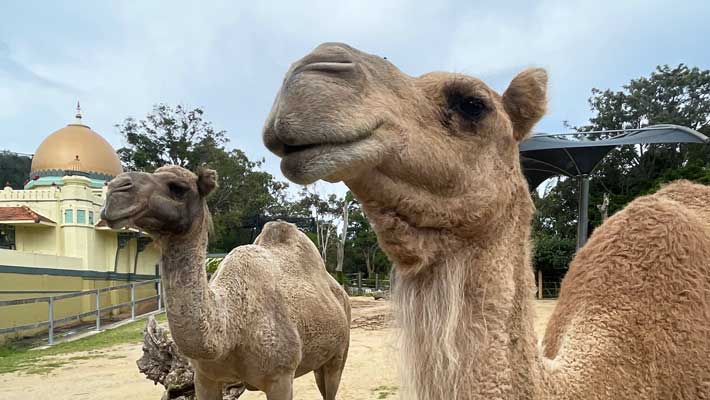 Camel duo at Taronga Zoo Sydney
