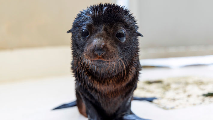 Seal pup Kobe finding his flippers