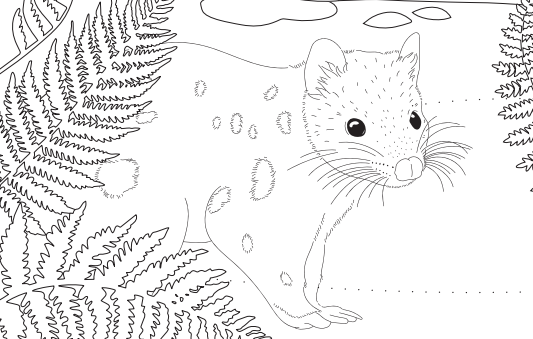 Colouring adventures with Chuditch