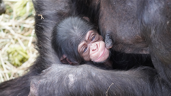 New Chimp Baby at Taronga Zoo Sydney. Photo credit: Scott Brown