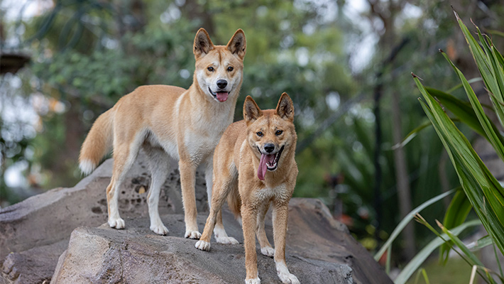 Dingoes in the Nura Diya precinct