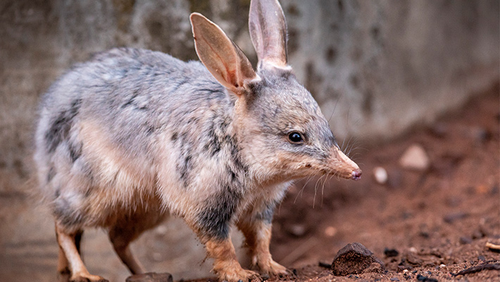 Greater Bilby. Photo credit: Rick Stevens