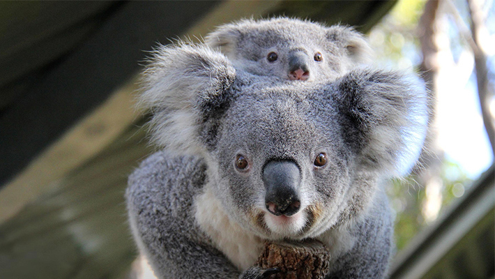 Koala 