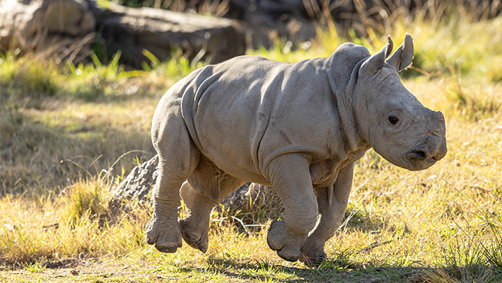 New Rhino calf exploring