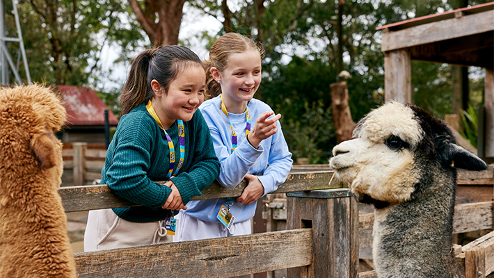 Zoo Friends kids saying hello to the Alpacas at Backyard to Bush!