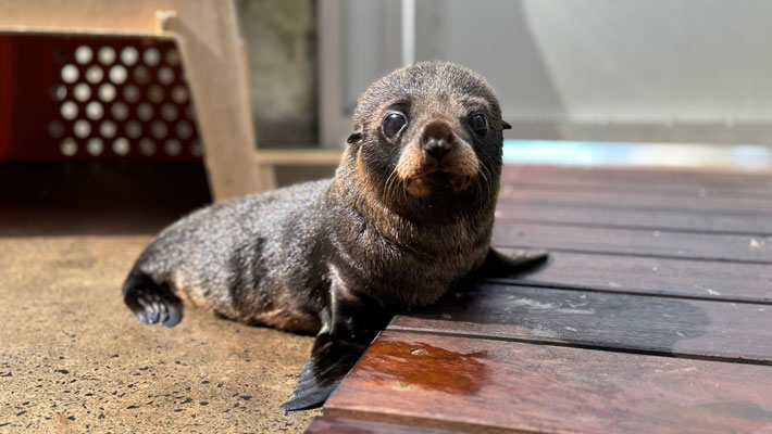 Eve the Seal Pup