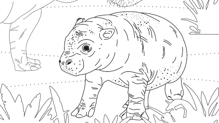 Colour in Pygmy Hippo Calf lololi this holidays