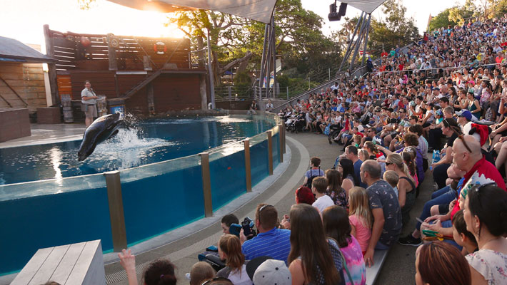 Sunset Seals Presentatioin