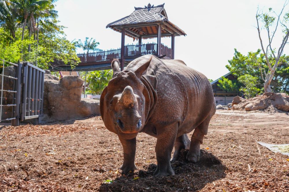 Hari the One-horned Rhino