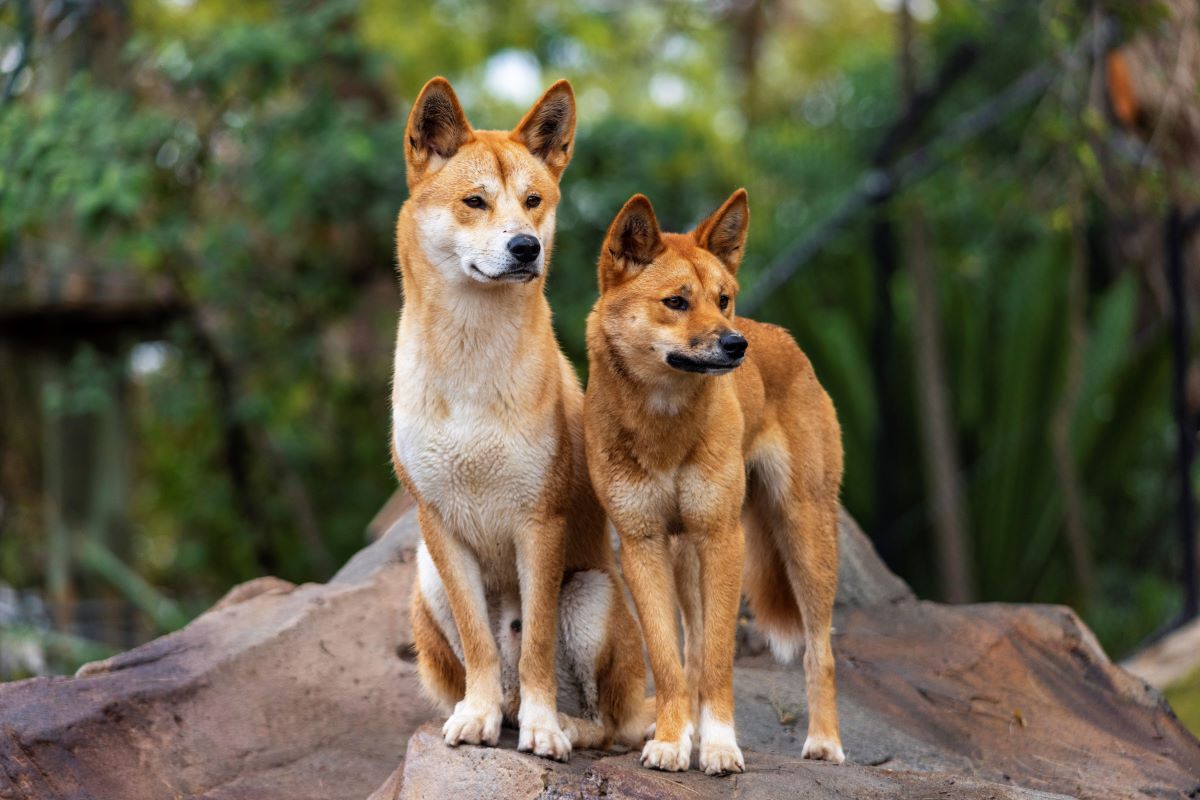 Dingoes in Nura Diya Australia