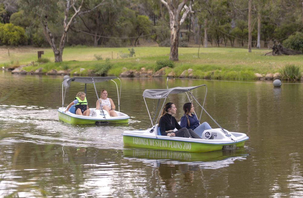 Pedal boat hire