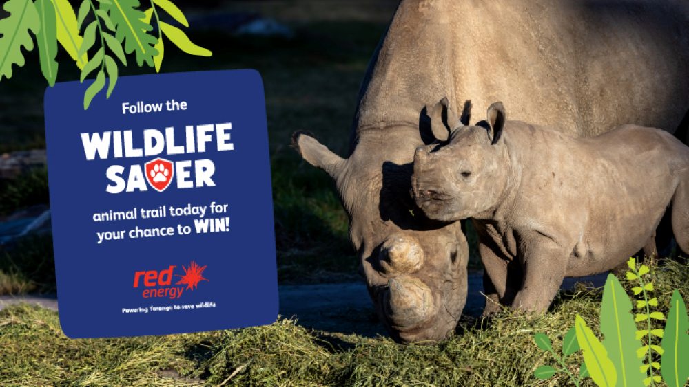 Red Energy Zoo Month