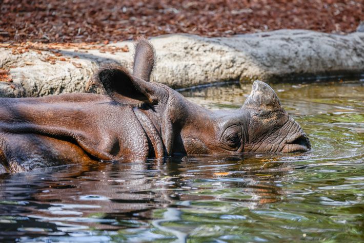 Hari swimming at Taronga Zoo Sydney