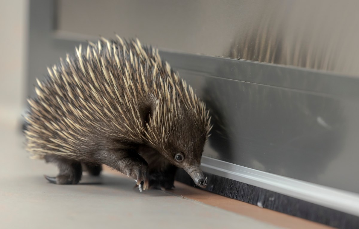 Echidna