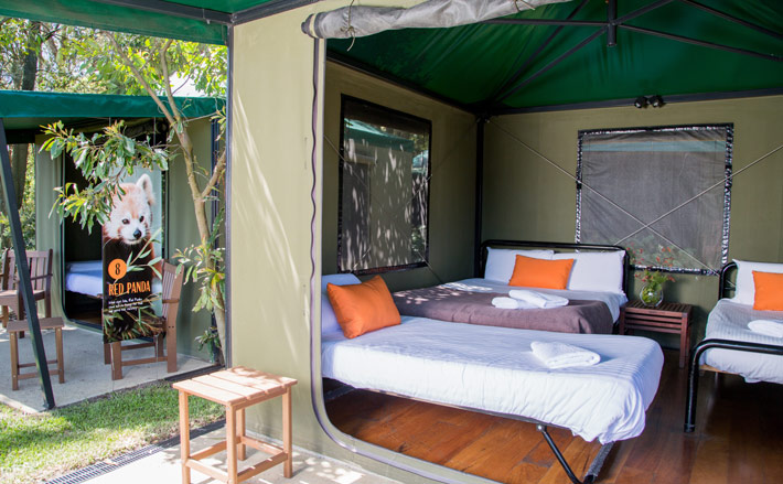 Take a peek inside the Roar and Snore tents