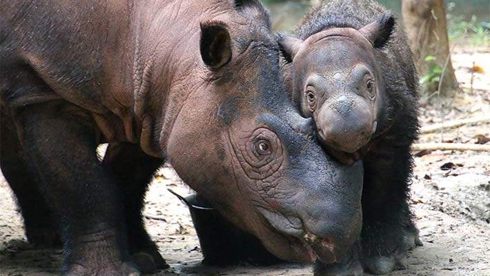 Sumatran Rhino Ratu, with her calf Delila at the Sumatran Rhino Sanctuary in Way Kambas National Park.