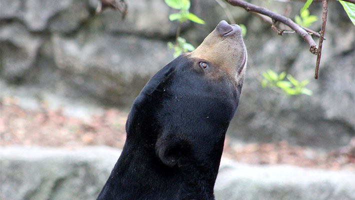 Sun Bear, Mary, at Taronga Zoo Sydney