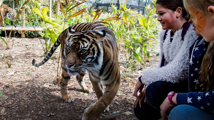 Tiger Trek, Taronga Zoo Sydney