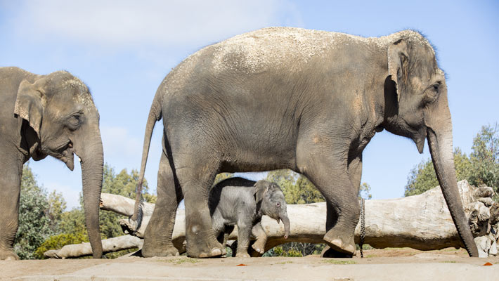 Asian Elephant calf Kanlaya. Photo: Rick Stevens