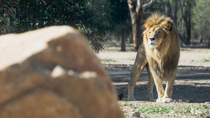 African Lion, Lazarus. Photo: Chris Wheeler