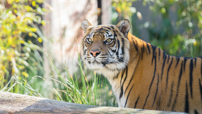 Sumatran Tiger. Photo: Chris Wheeler
