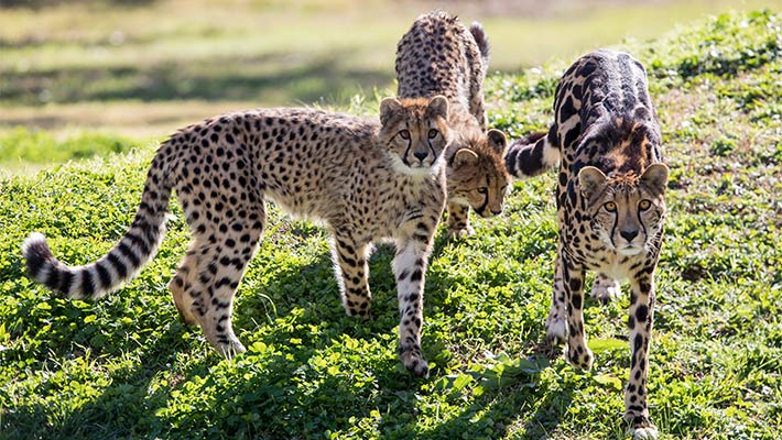 King Cheetah Kyan with her cubs. Photo: Rick Stevens