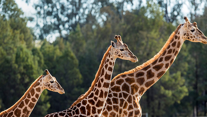 Giraffe at Taronga Western Plains Zoo Dubbo. Photo: Rick Stevens