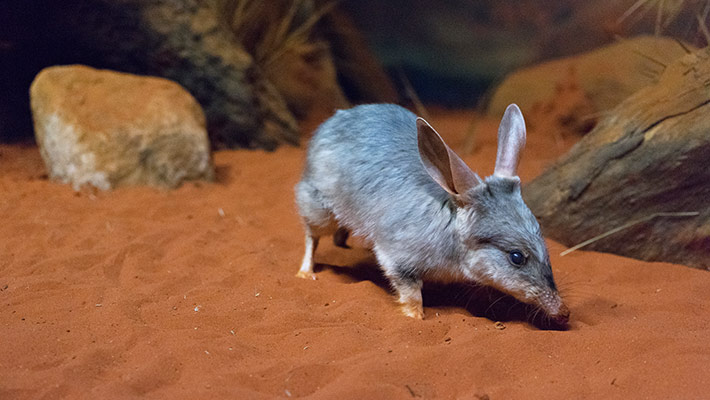 Bilby in the Australian Nightlife precinct at Taronga Zoo Sydney