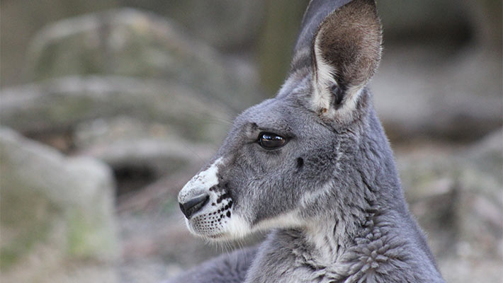 Ariel the Kangaroo. Photo: Felicia Eccles