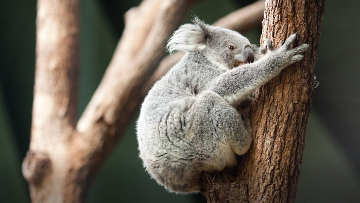 Koala resting in a tree