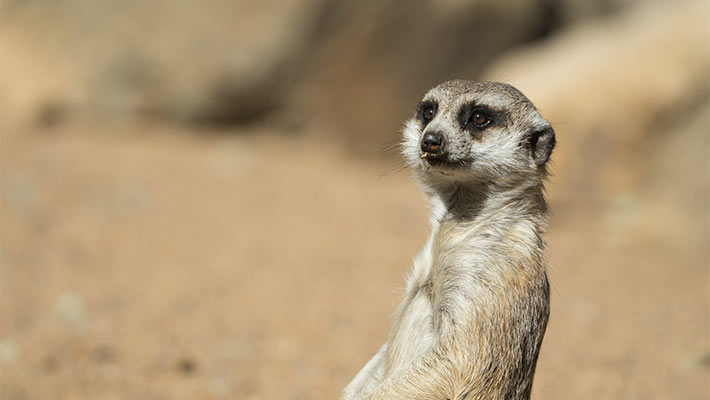 Meerkat. Photo: Chris Wheeler