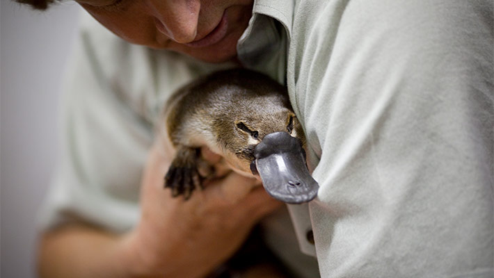 Platypus