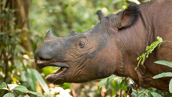 Sumatran Rhinceros Bina at Way Kambas National Park