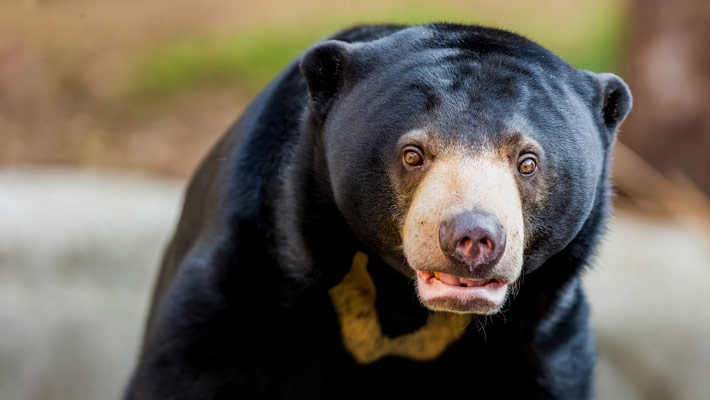 Mary the Sun Bear at Taronga Zoo Sydney