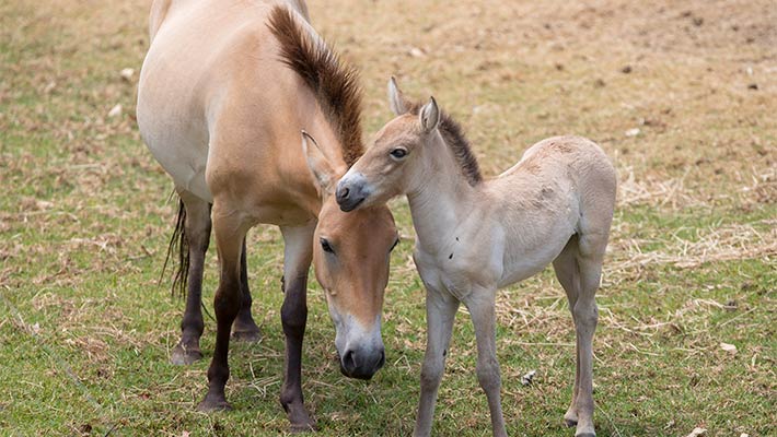 Takhi foal