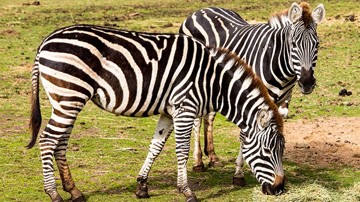 Plains Zebra feeding at Taronga Western Plains Zoo Dubbo