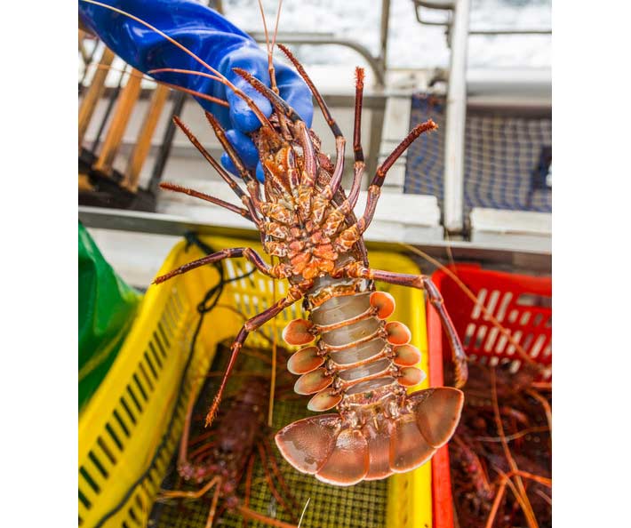 Western Rock Lobster is certified to the MSC Fisheries Standard for sustainability © MSC