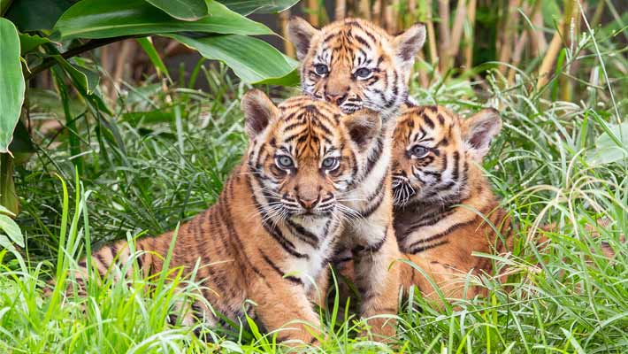 Taronga’s newest additions – Sumatran Tiger cub triplets