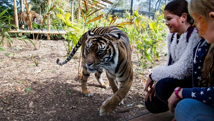 Tiger Trek experience at Taronga Zoo Sydney