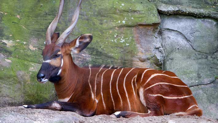 The beautiful yet critically endangered Eastern Bongo