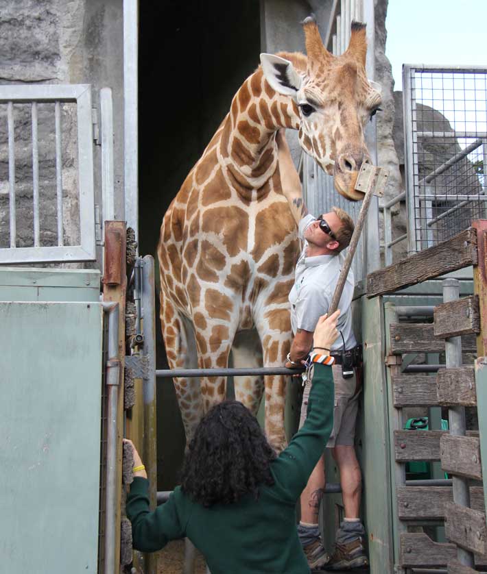 Keepers Renae Moss and Jimmy Sanders doing husbandry training with male Giraffe, Jimiyu