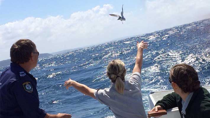 Releasing a rehabilitated sea bird out to sea